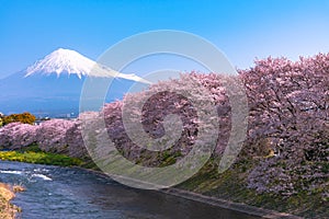 Mount Fuji ( Mt. Fuji ) with Sakura cherry blossom at the river in the morning, Shizuoka, Japan.