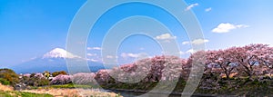 Mount Fuji Mt. Fuji with Sakura cherry blossom at the river in the morning, Shizuoka, Japan.