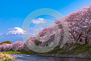 Mount Fuji Mt. Fuji with Sakura cherry blossom at the river in the morning, Shizuoka, Japan.