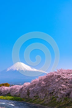 Mount Fuji ( Mt. Fuji ) with Sakura cherry blossom at the river in the morning, Shizuoka, Japan.