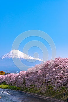 Mount Fuji ( Mt. Fuji ) with Sakura cherry blossom at the river in the morning, Shizuoka, Japan.