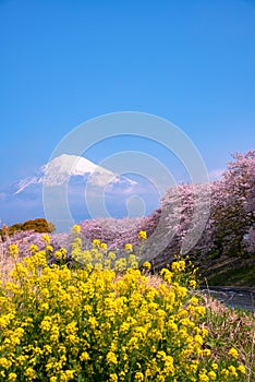 Mount Fuji ( Mt. Fuji ) with Sakura cherry blossom at the river in the morning, Shizuoka, Japan.