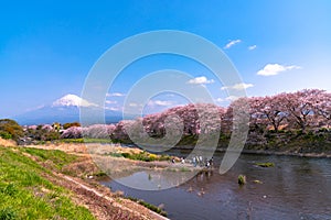 Mount Fuji Mt. Fuji with Sakura cherry blossom at the river in the morning, Shizuoka, Japan.