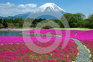 Mount Fuji rises above fields of pink moss phlox flowers