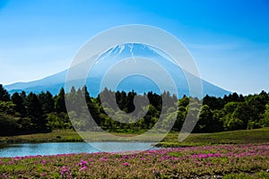 Mount Fuji and Shibasakura