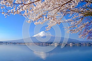Mount Fuji with snow capped, blue sky and beautiful Cherry Blossom or pink Sakura flower tree in Spring Season at Lake kawaguchiko