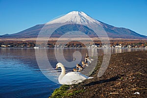 Mount Fuji With swans and teal water playing in the morning by Lake Yamanaka in japan