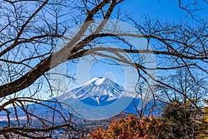 Mount Fuji with trees in the foreground in autumn in Kawaguchiko, Yamanashi, Japan