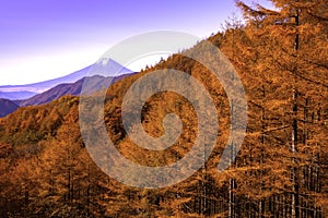 Mount Fuji and the trees turns yellow in autumn