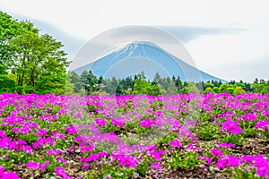 Mount Fuji view behind colorful flower field at Fuji Shibazakura Festival, Japan