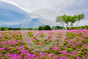 Mount Fuji view behind colorful flower field at Fuji Shibazakura Festival, Japan