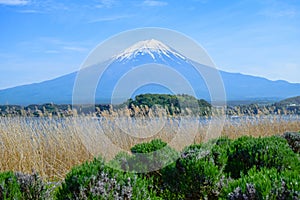 Mount Fuji view from Oishi park at the Lake Kawaguchiko