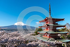 Mount Fuji viewed from behind Chureito Pagoda in full bloom cherry blossoms