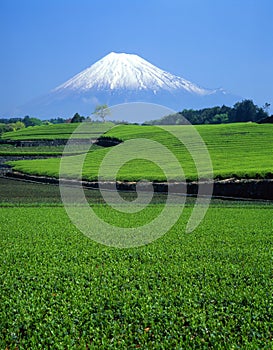 Mount Fuji XI