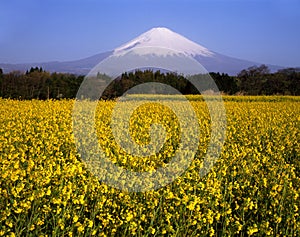 Mount Fuji XXVI