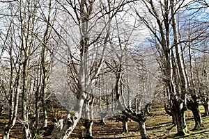Mount Gorbea