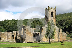 Mount Grace Priory Apple Tree