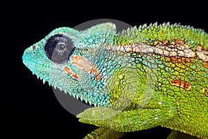 Mount Hanang chameleon Trioceros hanangensis