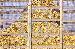 Mount of harvested corn