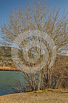 Mount Helena Hiding Behind Bare Trees