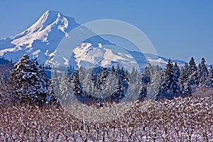 Mount Hood