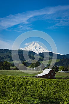 Mount Hood and apple orchards in Oregon