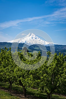 Mount Hood and apple orchards in Oregon