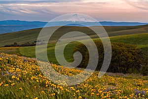 Mount Hood catching sunset light and wild flowers filed in Columbia hills state park, WA