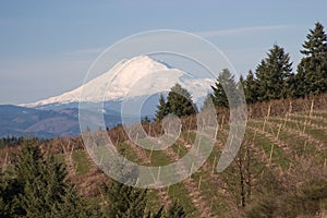 Mount Hood from Hood River