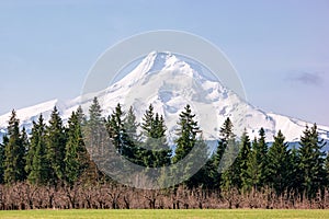 Mount Hood, Oregon framed by trees