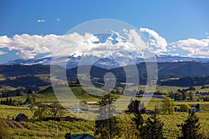 Mount Hood over Fruit Orchards in Hood River Oregon