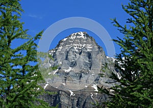 Mount Huber Between Trees