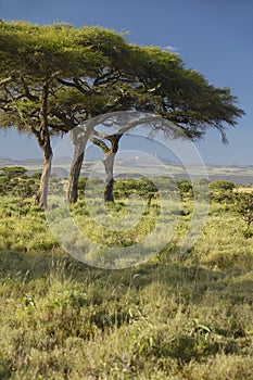 Mount Kenya and Acacia Trees at Lewa Conservancy, Kenya, Africa photo