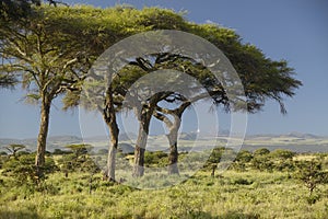 Mount Kenya and Acacia Trees at Lewa Conservancy, Kenya, Africa