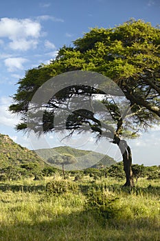 Mount Kenya and lone Acacia Tree at Lewa Conservancy, Kenya, Africa