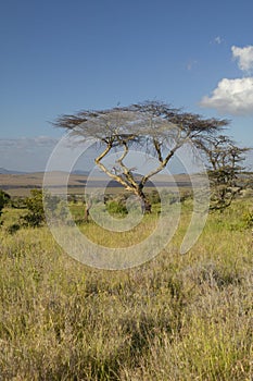 Mount Kenya and lone Acacia Tree at Lewa Conservancy, Kenya, Africa