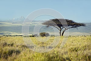 Mount Kenya and lone Acacia Tree at Lewa Conservancy, Kenya, Africa