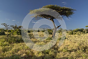 Mount Kenya and lone Acacia Tree at Lewa Conservancy, Kenya, Africa