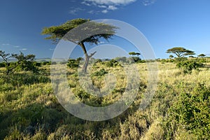 Mount Kenya and lone Acacia Tree at Lewa Conservancy, Kenya, Africa