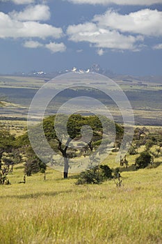 Mount Kenya and lone Acacia Tree at Lewa Conservancy, Kenya, Africa