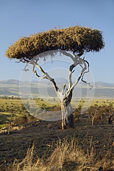 Mount Kenya and lone Acacia Tree at Lewa Conservancy, Kenya, Africa