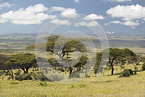 Mount Kenya and lone Acacia Tree at Lewa Conservancy, Kenya, Africa