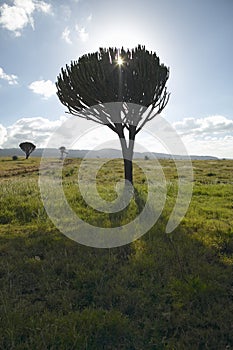 Mount Kenya and lone Acacia Tree with sun shining through branches at Lewa Conservancy, Kenya, Africa