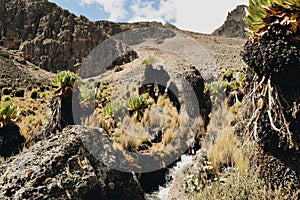 Mount Kenya vegetation