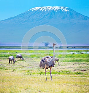 The Mount Kilimanjaro. African ostriches