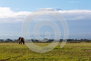 Mount Kilimanjaro from Amboseli