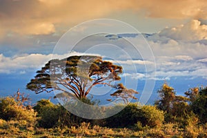 Mount Kilimanjaro. Savanna in Amboseli, Kenya