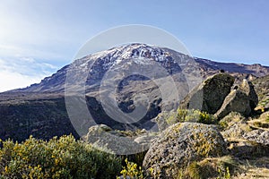 Mount Kilimanjaro, Tanzania, the highest mountain of Africa covered with ice. Flowers and rocks with black crow in the foreground.