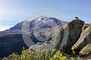 Mount Kilimanjaro, Tanzania, the highest mountain of Africa covered with ice. Flowers and rocks with black crow in the foreground.