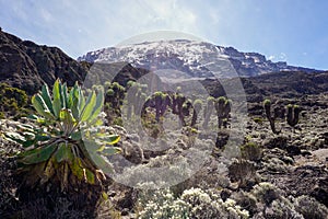 Mount Kilimanjaro, Tanzania, the highest mountain of Africa covered with ice. Flowers and tropical trees in the foreground.
